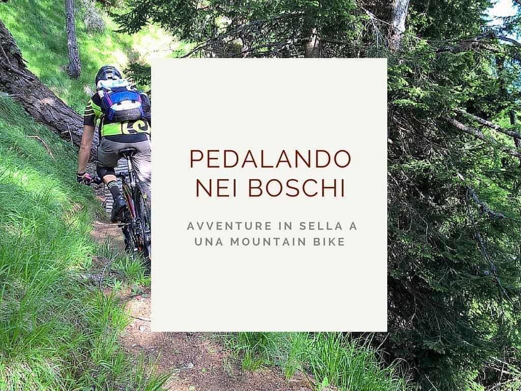 Pedalando nei boschi